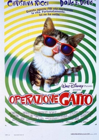 Operazione gatto