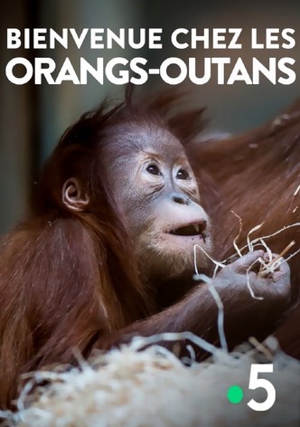 Bienvenue chez les orangs-outans