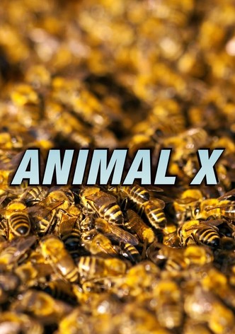 Animal X
