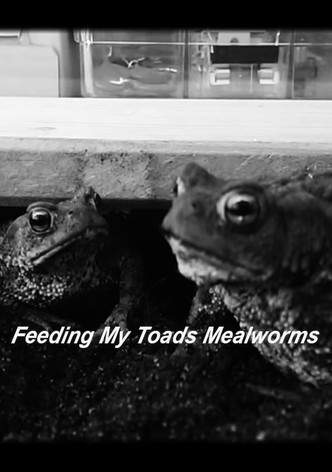 Feeding My Toads Mealworms