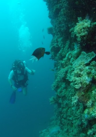 Wonders of the Great Barrier Reef with Iolo Williams