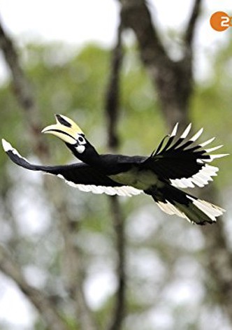 Kinabatangan: Der Amazonas des Ostens