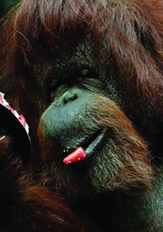 Nénette, orang-outan de Bornéo