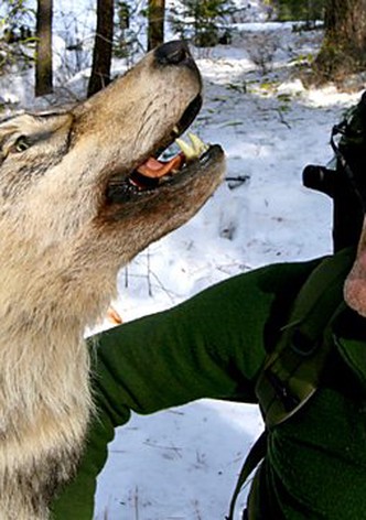 Land of the Lost Wolves