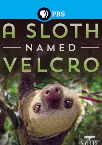 A Sloth Named Velcro