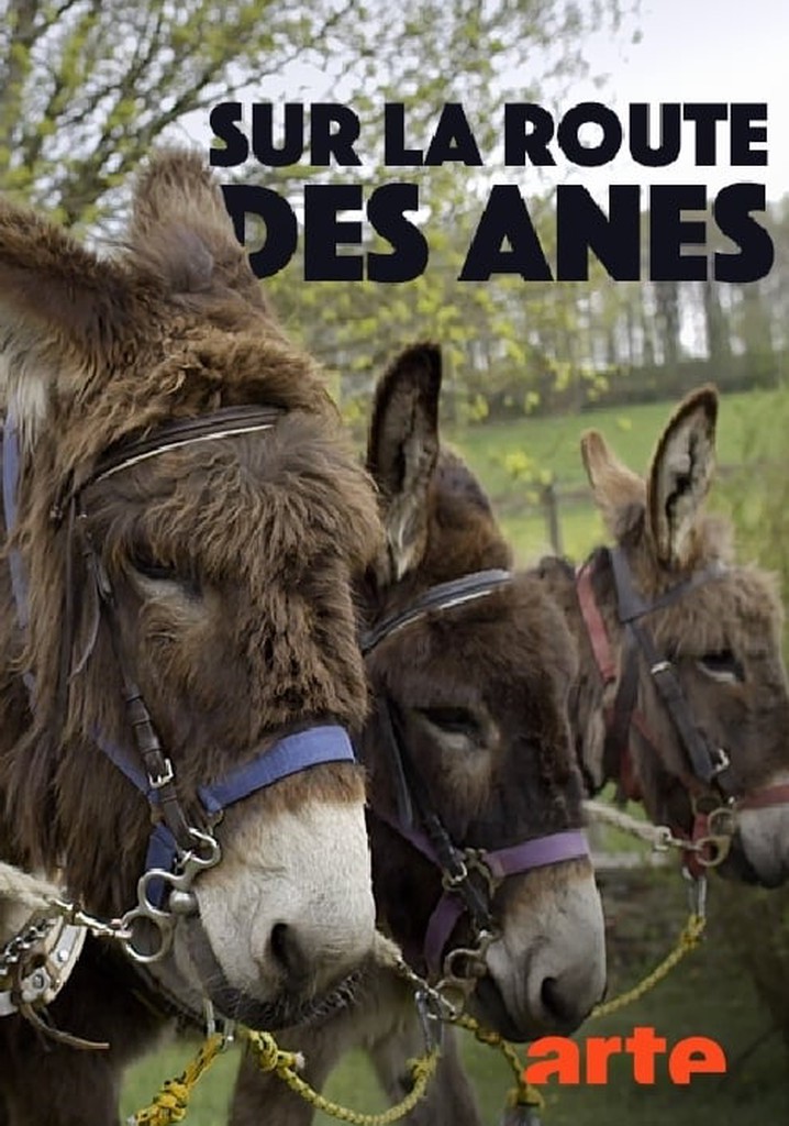 Sur la route des ânes