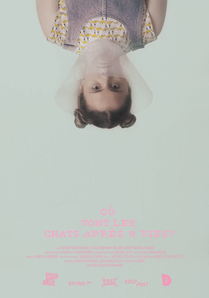 Where Do Cats Go After 9 Lives?