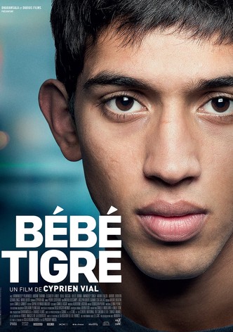 Bébé tigre