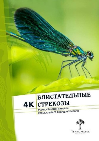 Блистательные стрекозы