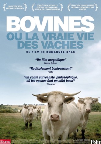 Bovines