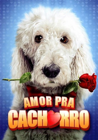 Amor Pra Cachorro