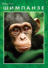 Шимпанзе
