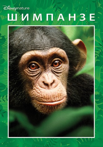 Шимпанзе