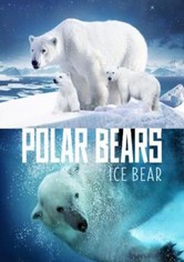 Polar Bears: Ice Bear