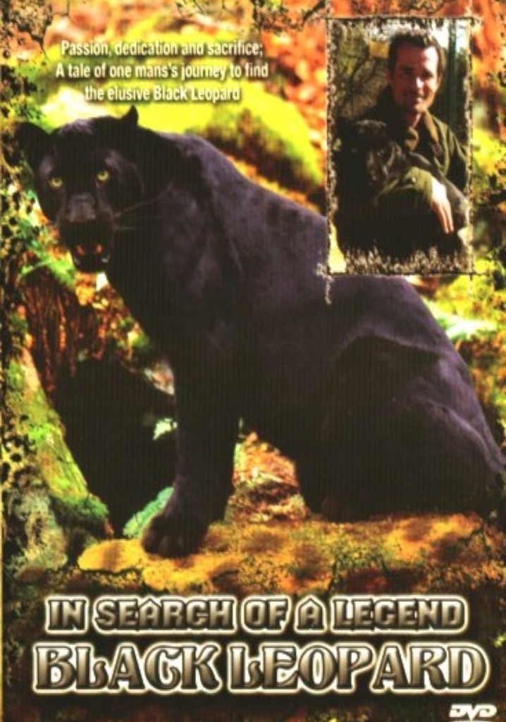 In Search Of A Legend: Black Leopard