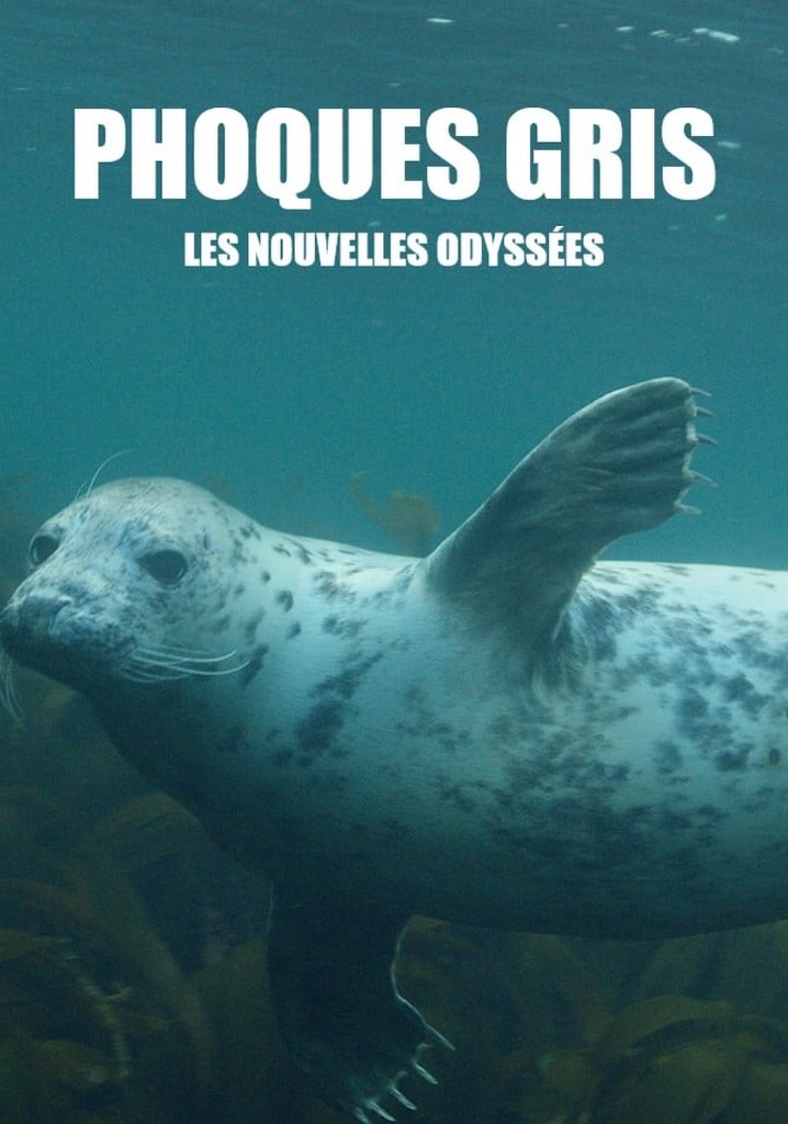 Grey Seals: A Journey of Survival