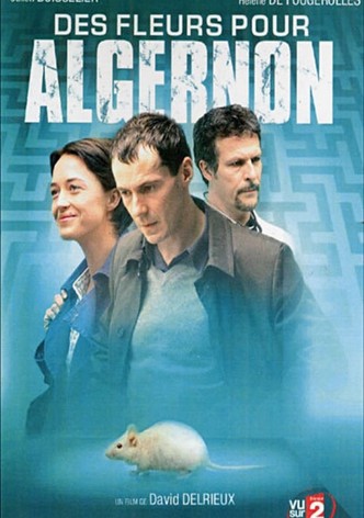 Des fleurs pour Algernon