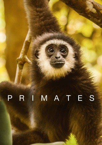 Primates