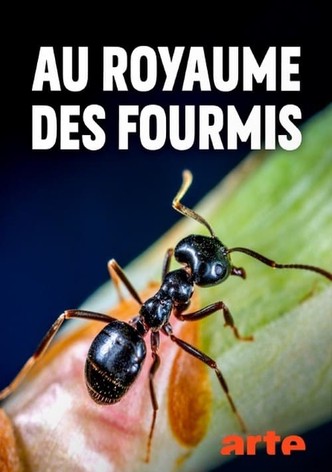 Au royaume des fourmis