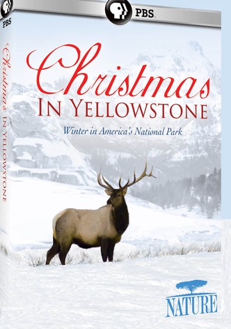 Christmas in Yellowstone