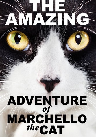 A Cat's Tale
