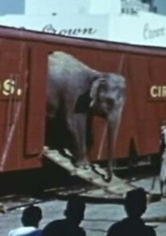 Circus Day