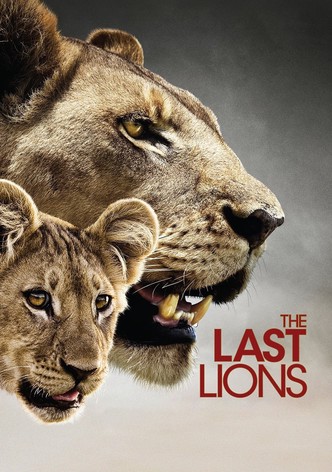 Das Schicksal einer Löwenfamilie