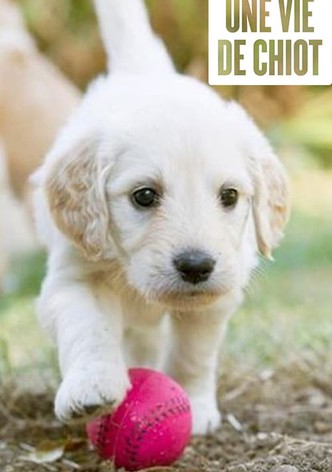 Une vie de chiot