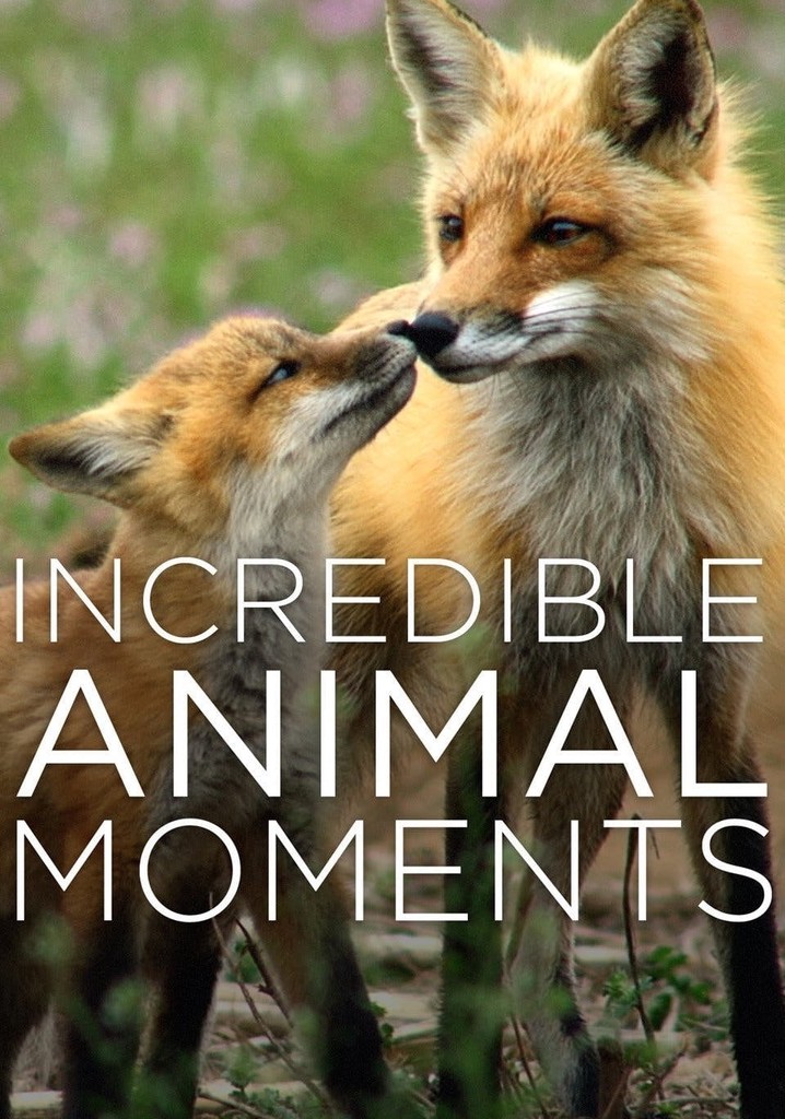 Incredible Animal Moments