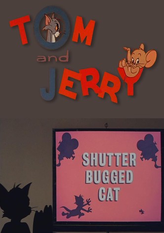 Shutter Bugged Cat
