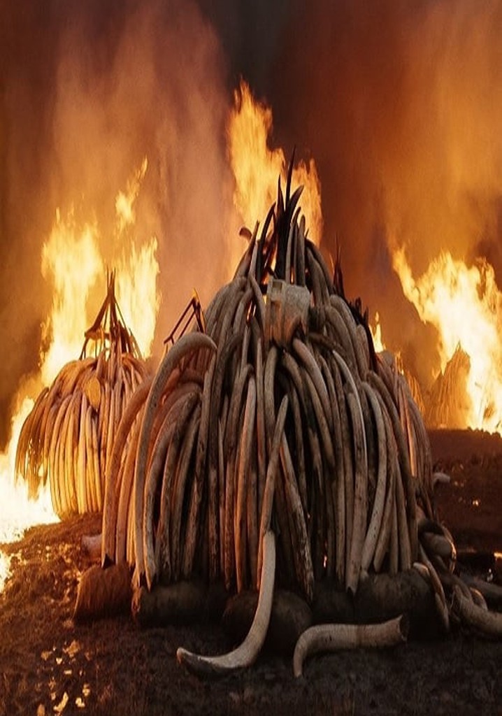 Anthropocene: Ivory Burn
