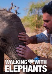 Walking With Elephants