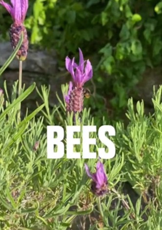Bees