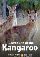 Secret Life of the Kangaroo