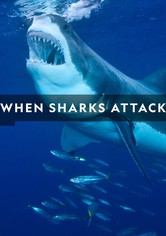 When Sharks Attack