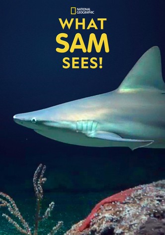 What Sam Sees