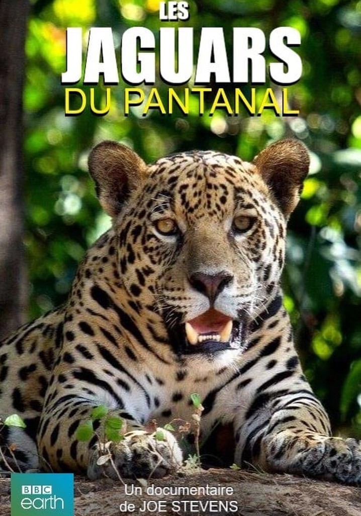 Jaguars of the Pantanal
