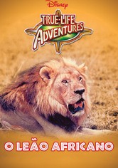 O Leão Africano