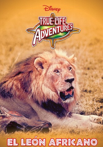 El León Africano