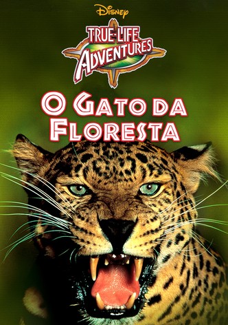 O Gato da Floresta