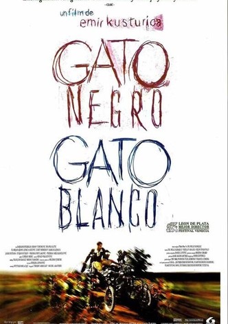 Gato negro, gato blanco