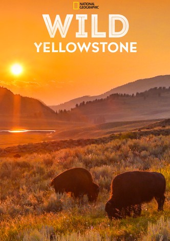 Wild Yellowstone