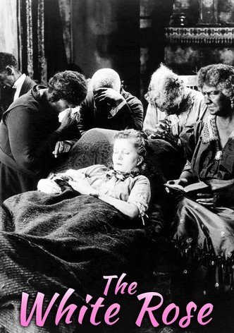La rose blanche