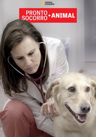 Pronto Socorro Animal