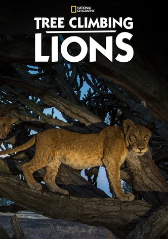 Tree Climbing Lions