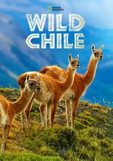Wild Chile
