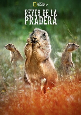 La casa de los perritos de la pradera