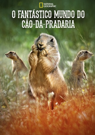 O Fantástico Mundo do Cão-da-Pradaria