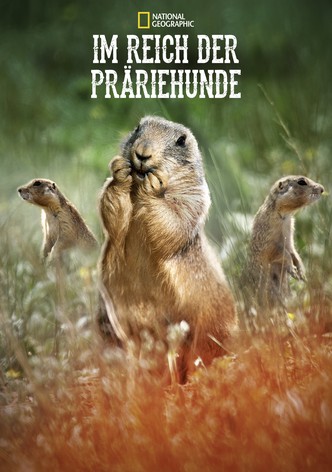 Im Reich der Präriehunde