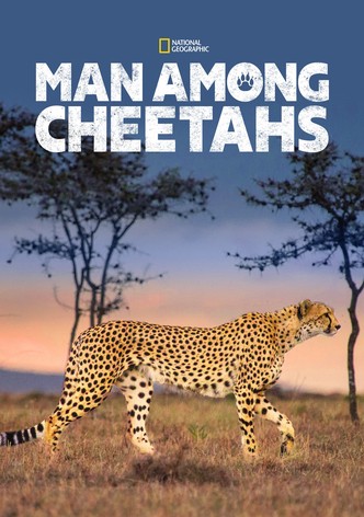 Man Among Cheetahs